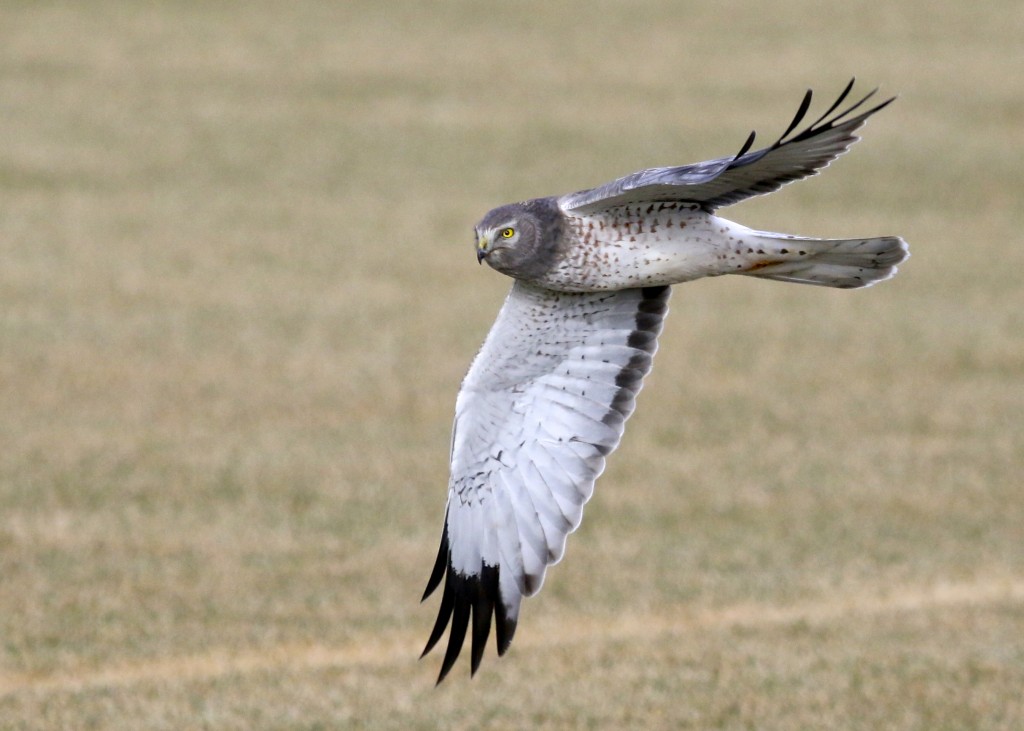 Male Northern Harrier on Missionland Road, 1/12/14.