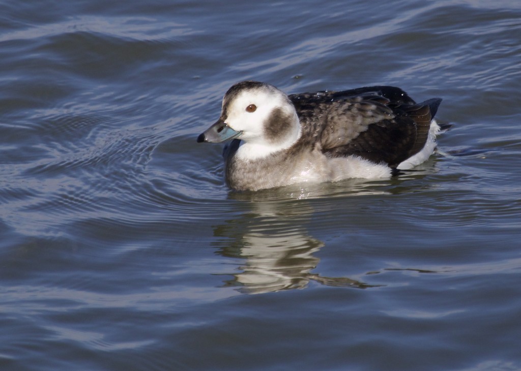I can't get enough of these Long-tailed Ducks. Definitely the cutest duck out there. Barnegat Lighthouse State Park, 1/19/14.