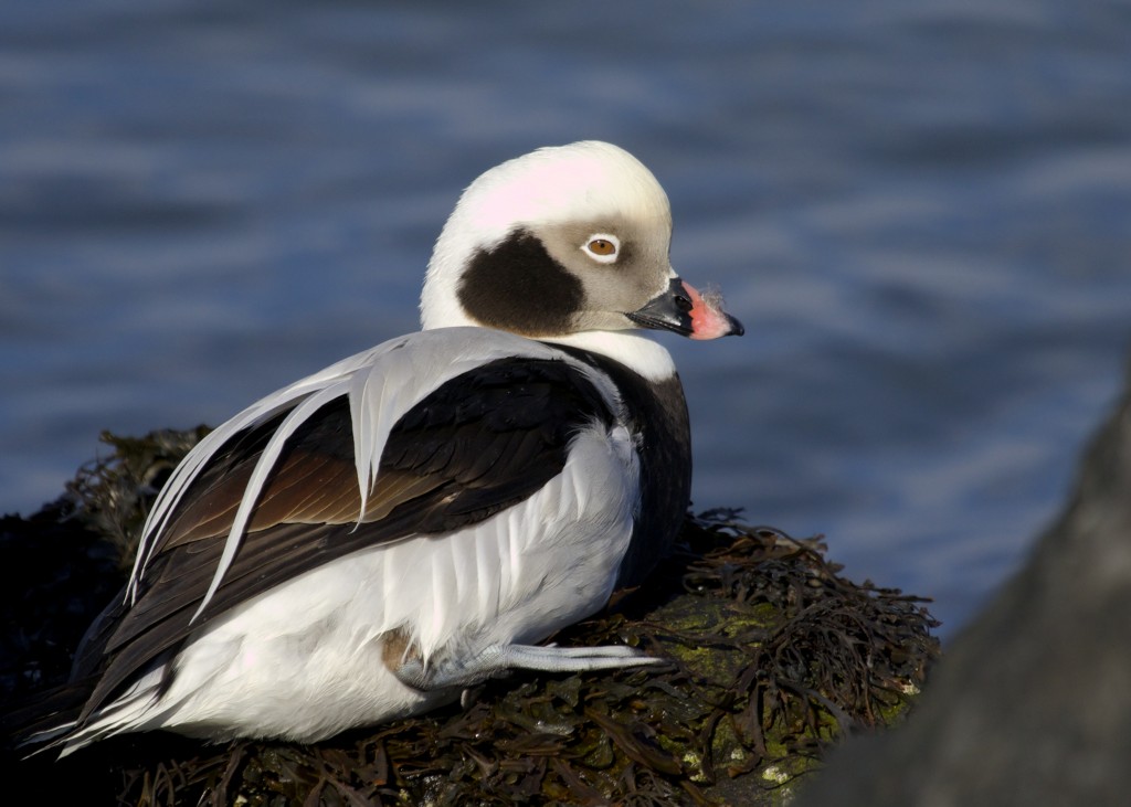 Long-tailed Duck at Barnegat Lighthouse State Park, 1/19/14.