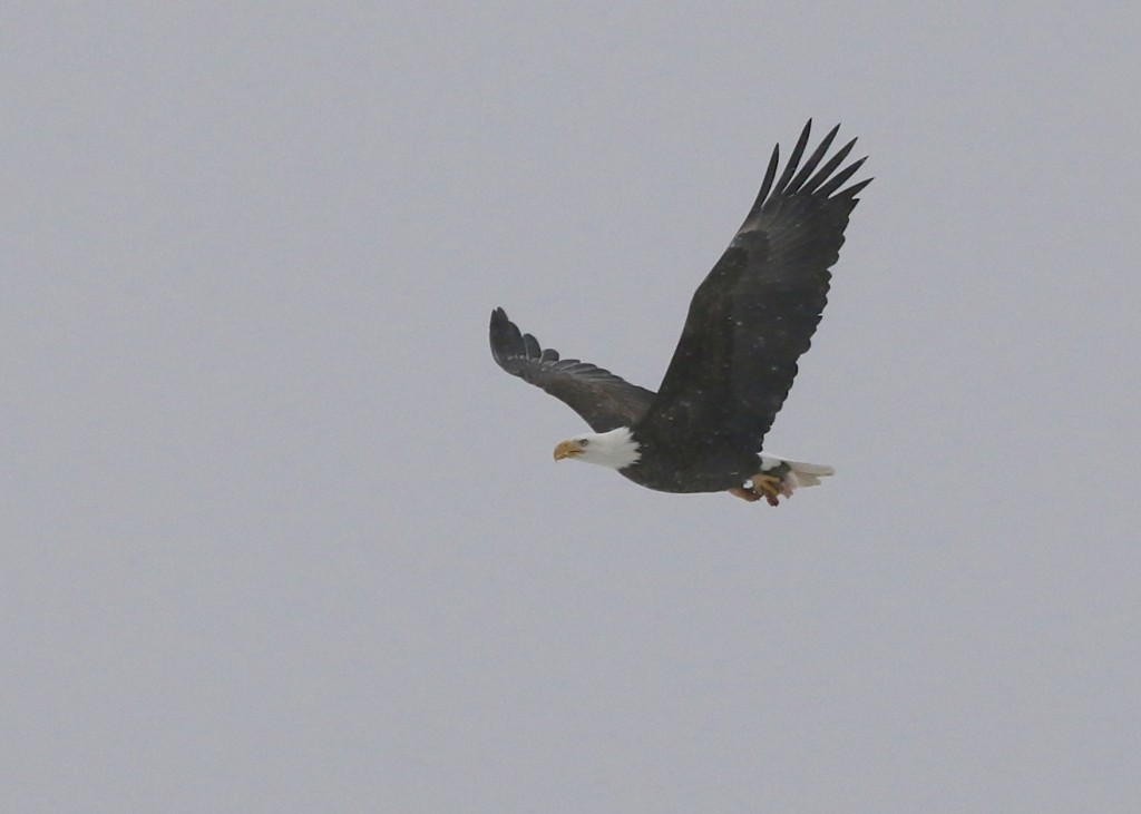 Adult Bald Eagle with prey at Charles Point Pier Park, 1/25/14.
