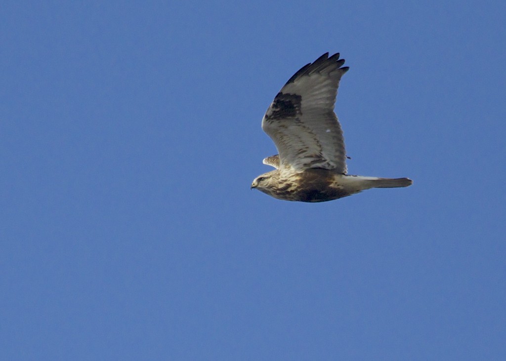 A Rough-legged Hawk flies over, Black Dirt Region 2/1/14. 