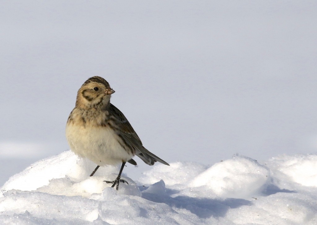 One of five Lapland Longspurs in Goshen NY, 2/8/14.