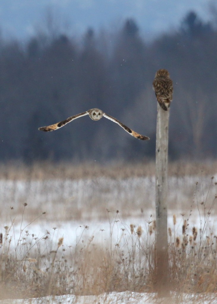 I thought the SEOW on the post would flush, but it held its ground. Two SEOWs at the Shawangunk Grasslands NWR, 2/9/14.