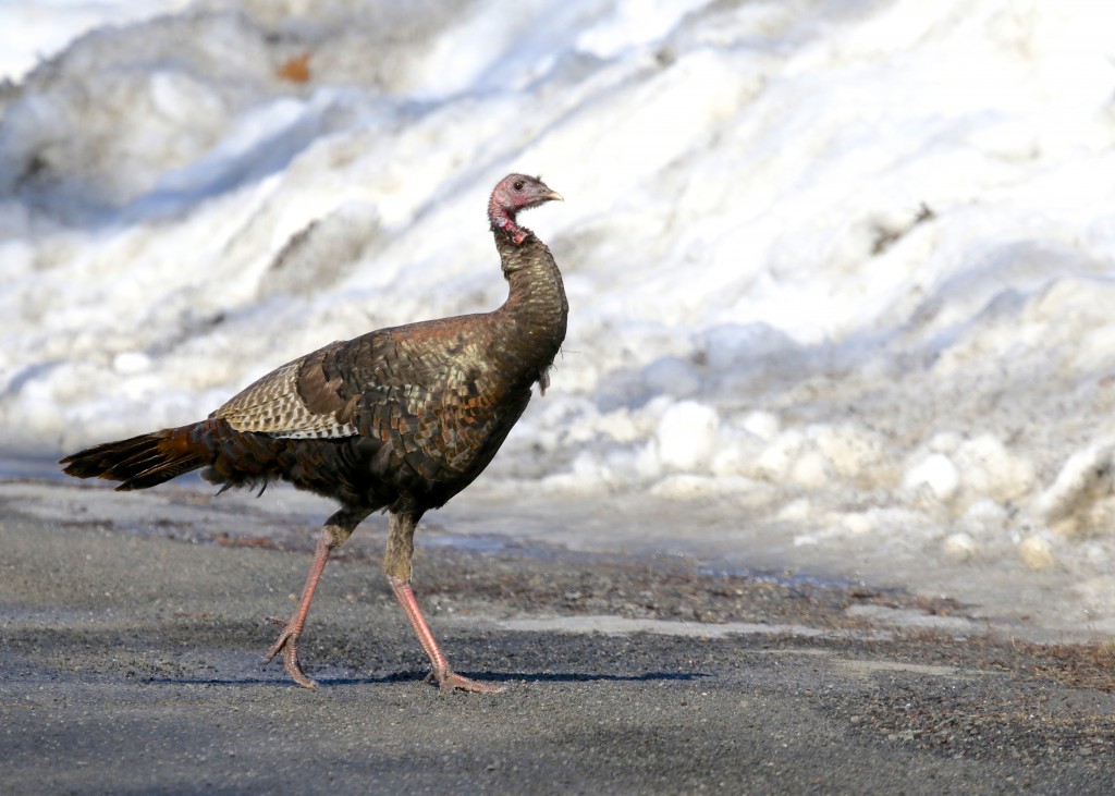 On my way to the grasslands I happened upon this beauty of a Wild Turkey on the road. Ulster County NY, 2/22/14. 