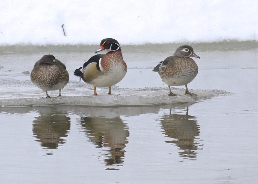 It was a nice surprise to find 4 Wood Ducks on the Wallkill River at Celery Ave, 2/23/14. 