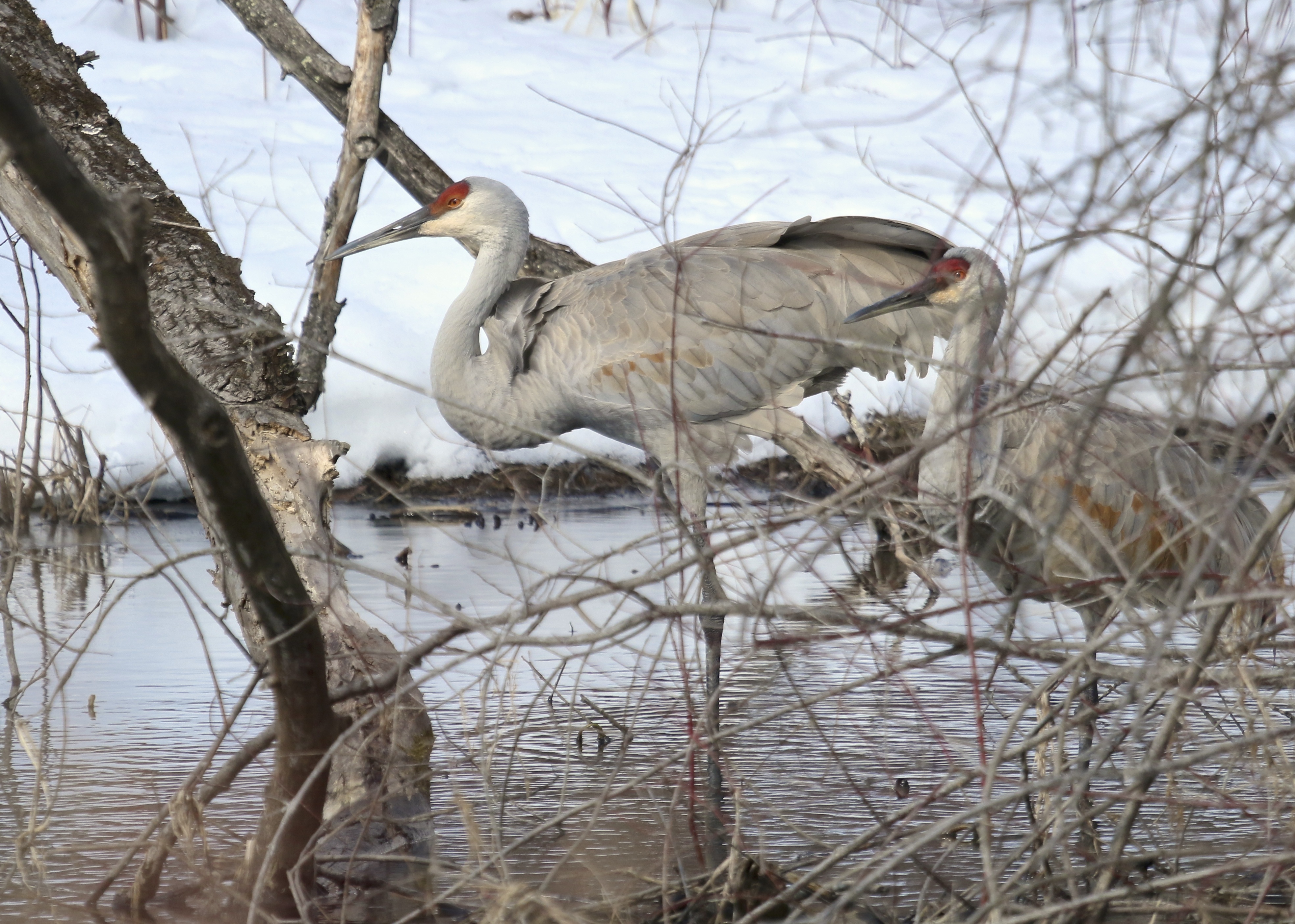 The crane on the right only lifted its head this one time, I was pleased to get a shot with both birds in it. Sandhill Cranes in Ulster Park NY, 2/27/14.