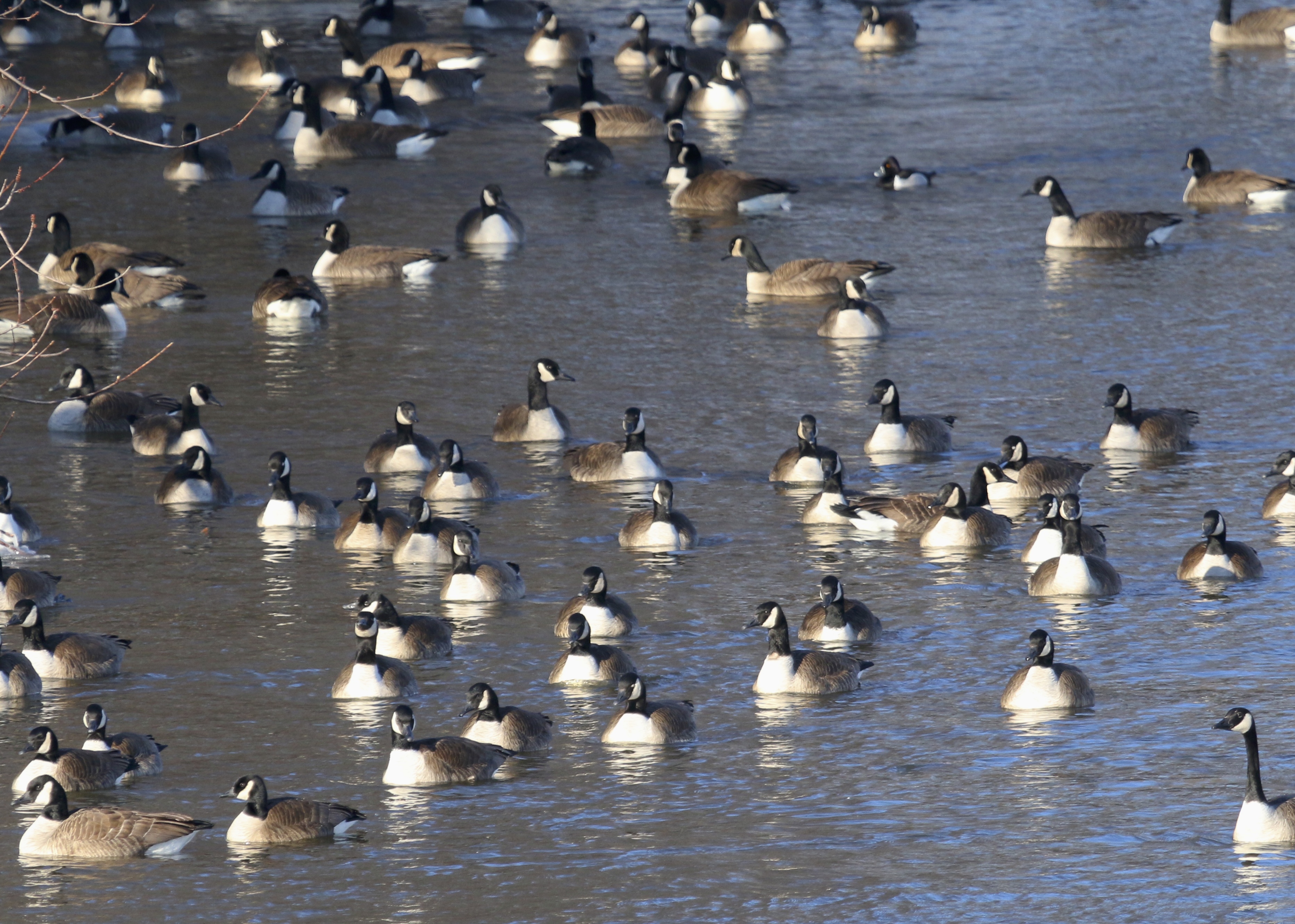 Canada Geese and one lonely Ring-necked Duck (upper right) in New Hampton NY, 1/27/14. 