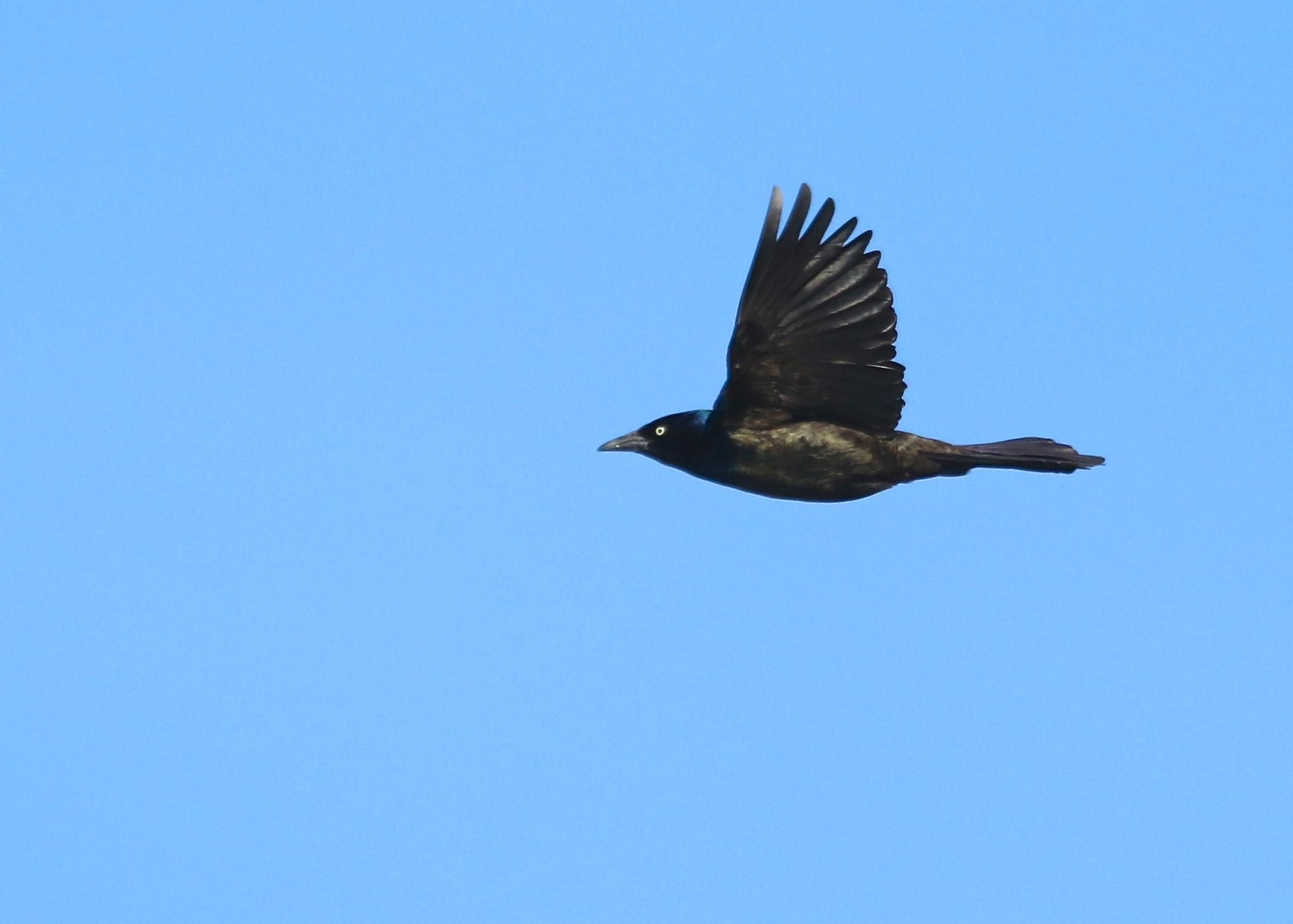 A Common Grackle flies over Onion Ave., 3/13/14. 