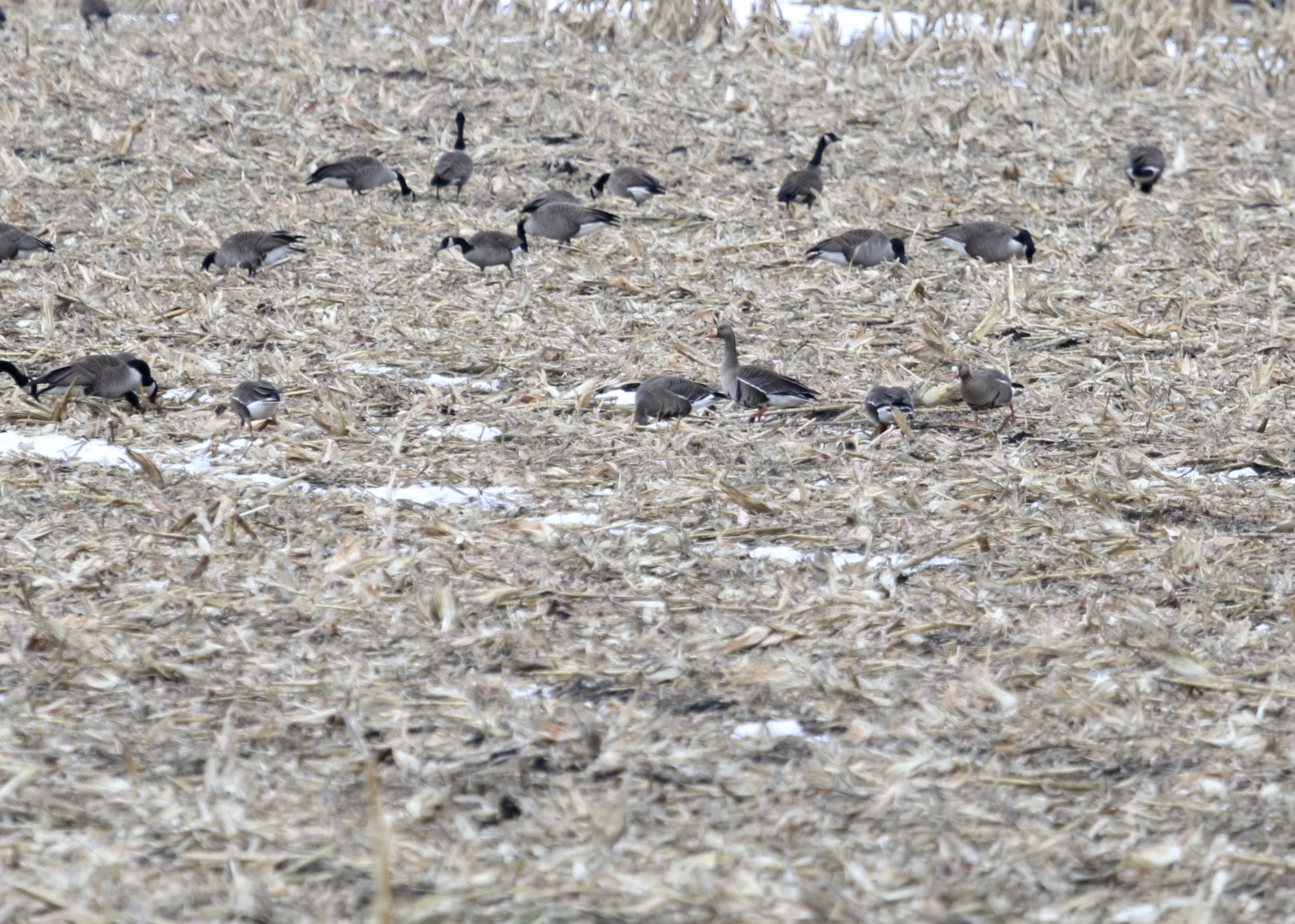 Five Greater White-fronted Geese, Onion Avenue, 3/16/14.