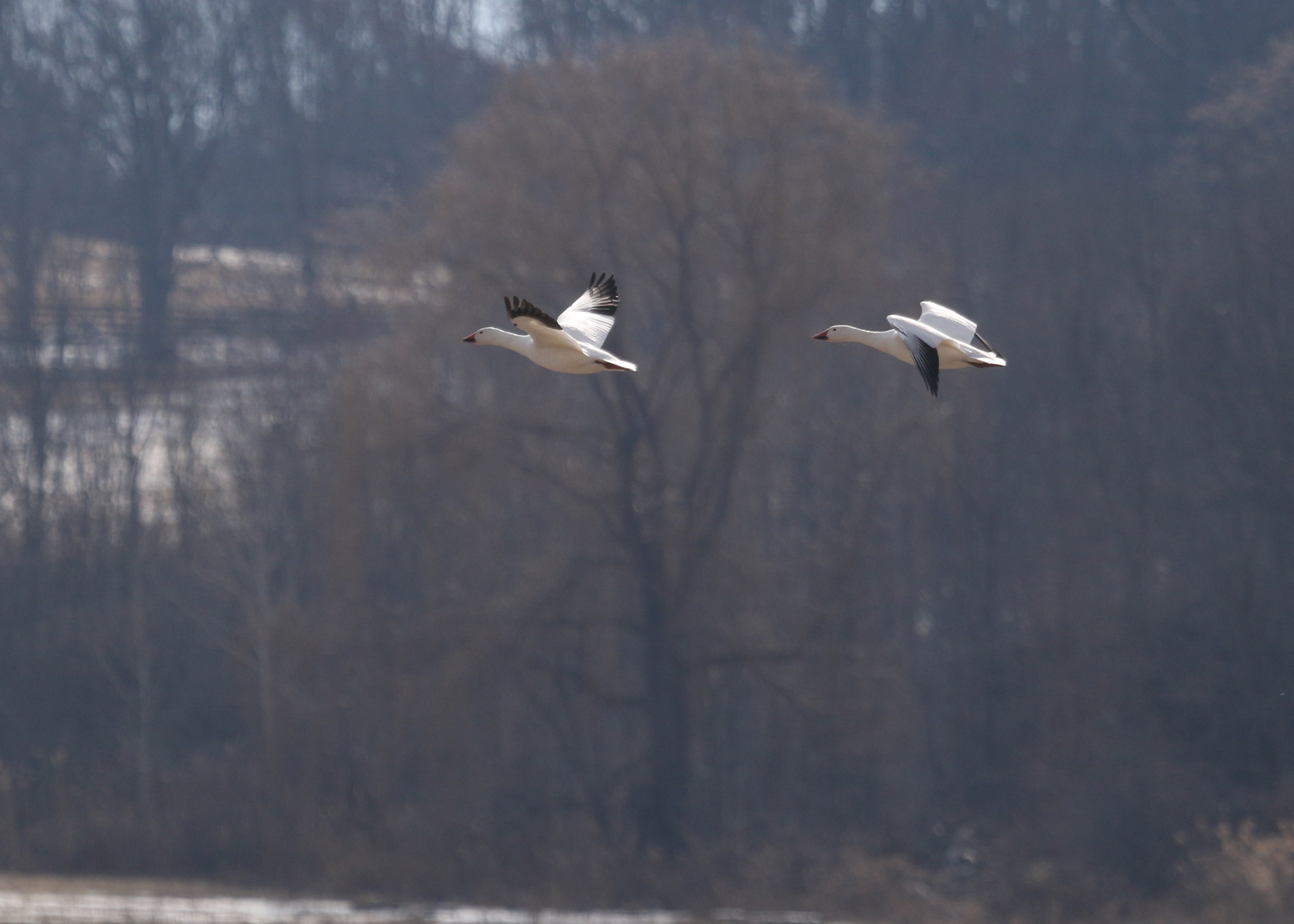 These Snow Geese are from Thursday evening, 3/20/14. Today, 3/23/14, I had a small flock of 200 fly over when I was at the Camel Farm. 