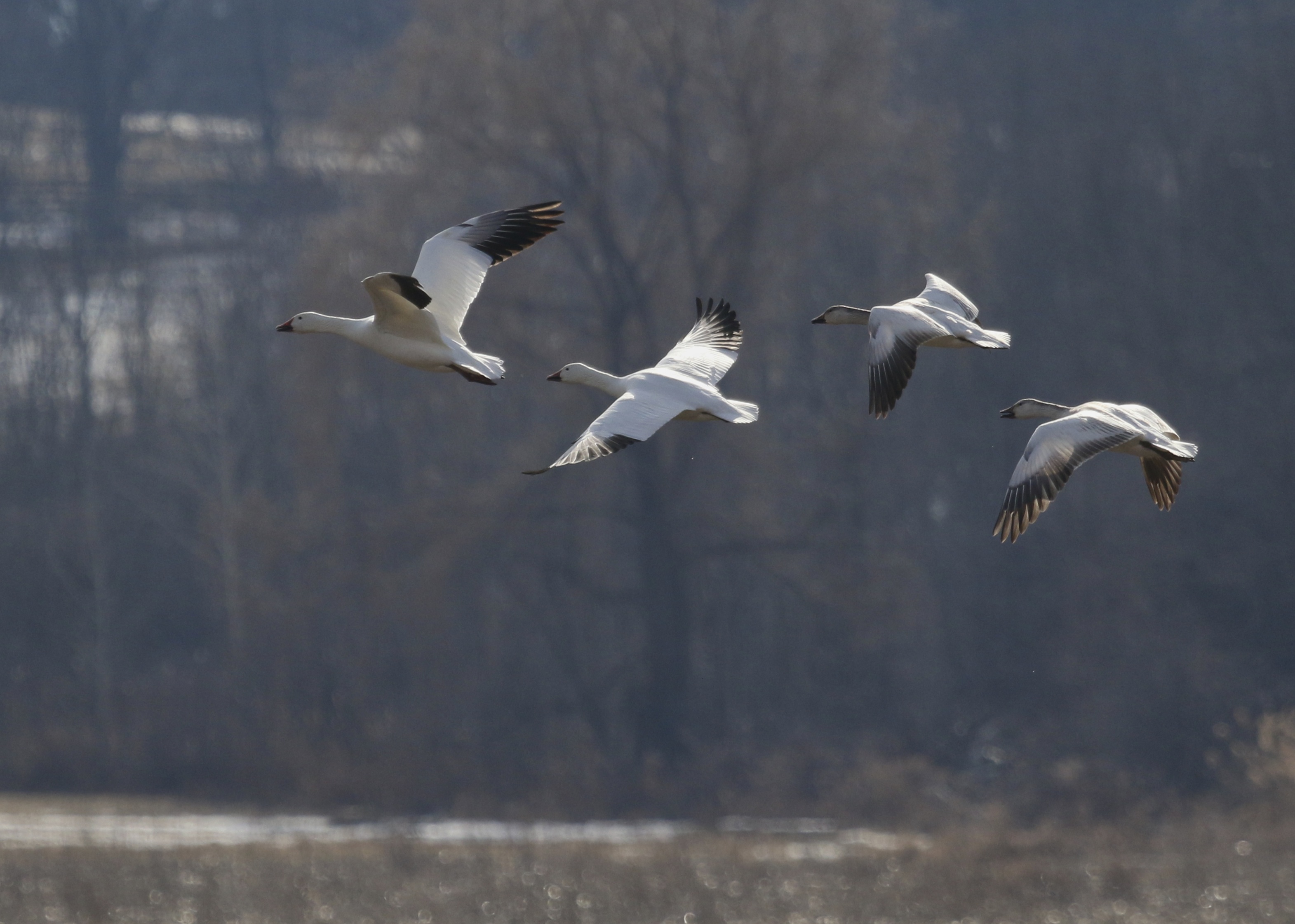 Four Snow Geese in flight, New Hampton NY, 3/20/14.