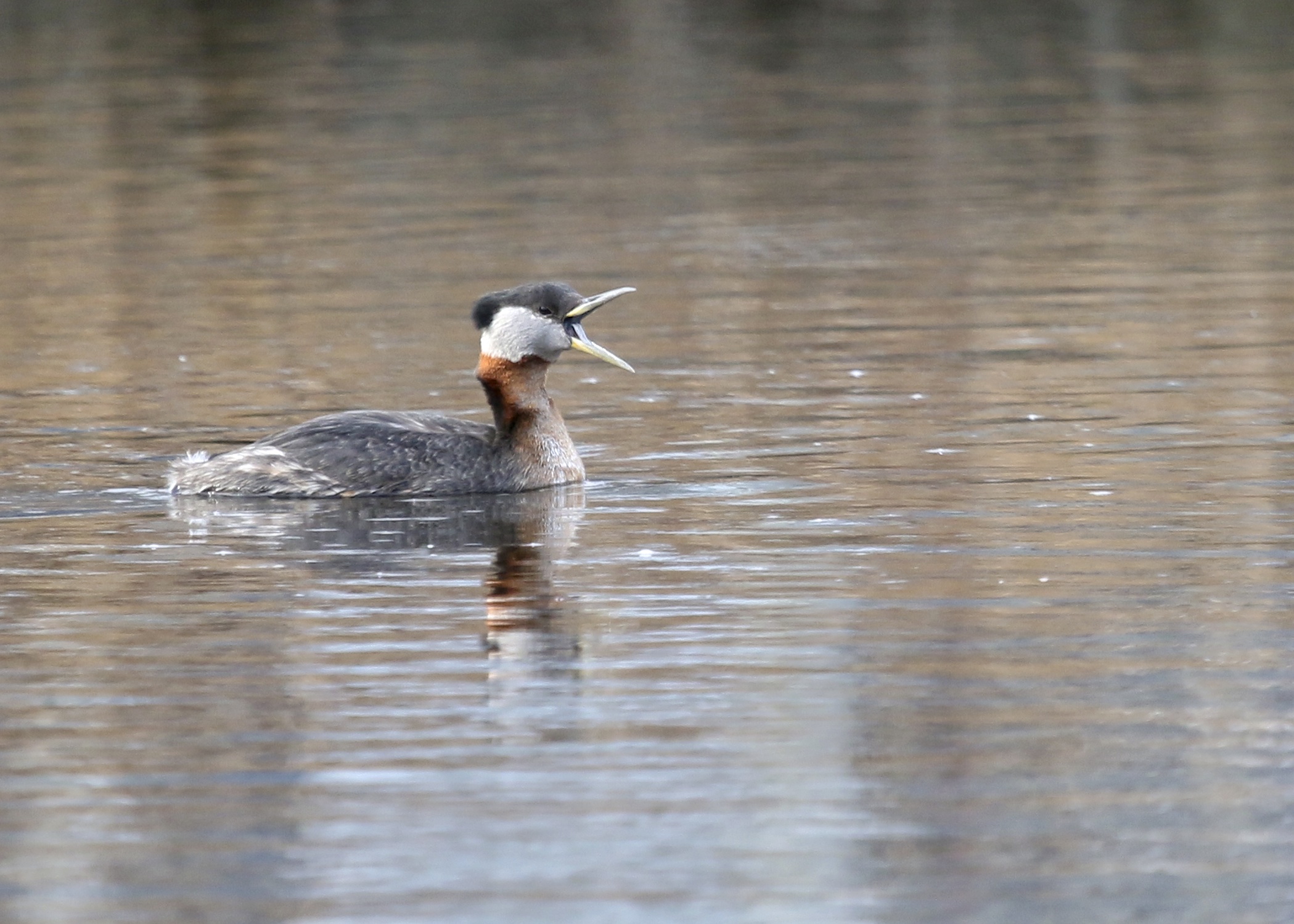One last shot of the sleepy Red-necked Grebe at Algonquin Park, 3/22/14.