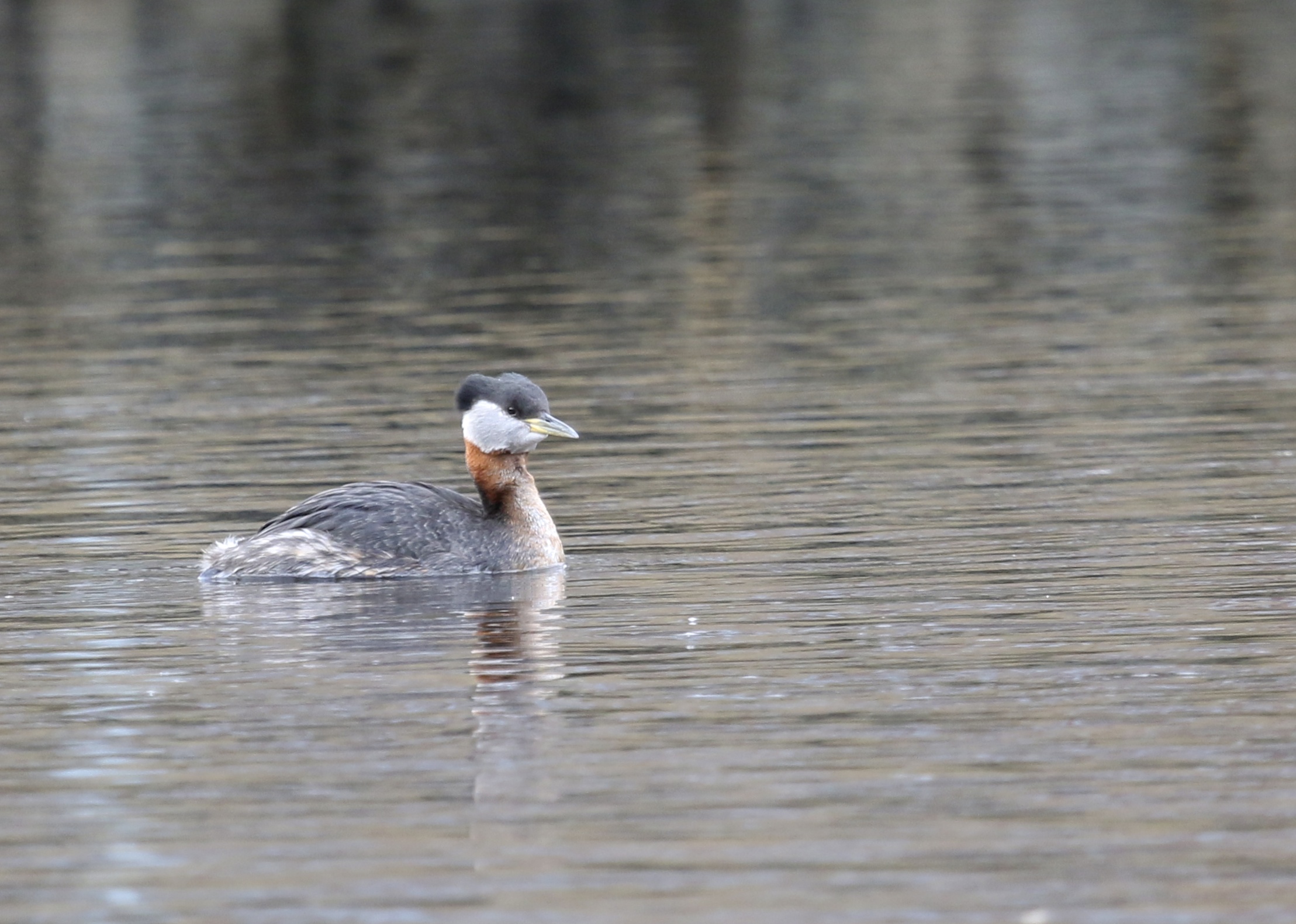 Red-necked Grebe at Algonquin Park, 3/22/14.