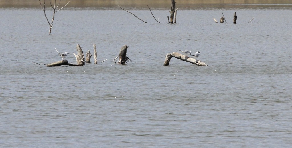 Three Bonaparte's Gulls at Owen Station Road, 4/26/14. Photo by Linda Scrima. 