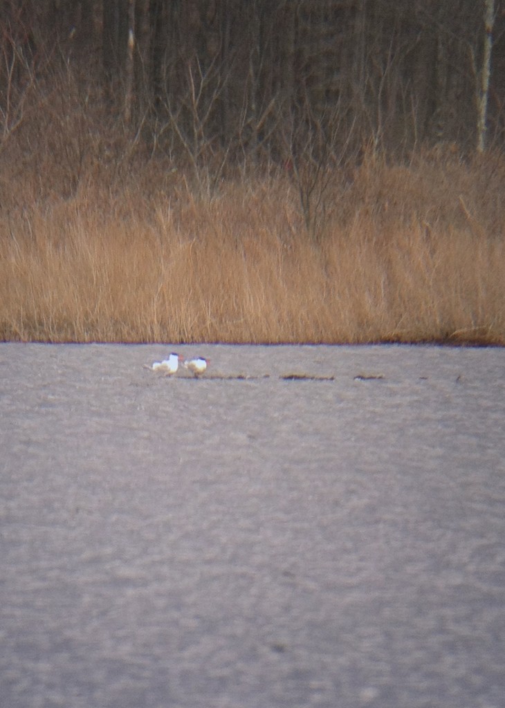 The two Caspian Terns together - shot with the iPhone through my scope. Glenmere Lake, 4/8/14.