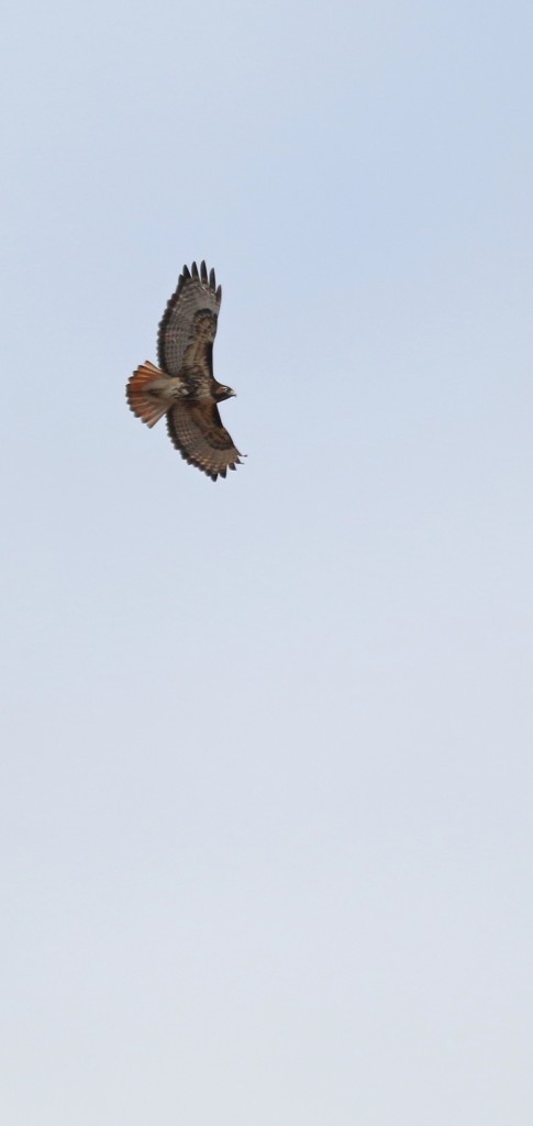 This Red-tailed Hawk was harassing the ducks for a short time, making many of them pick up. Wallkill River NWR, 4/514.