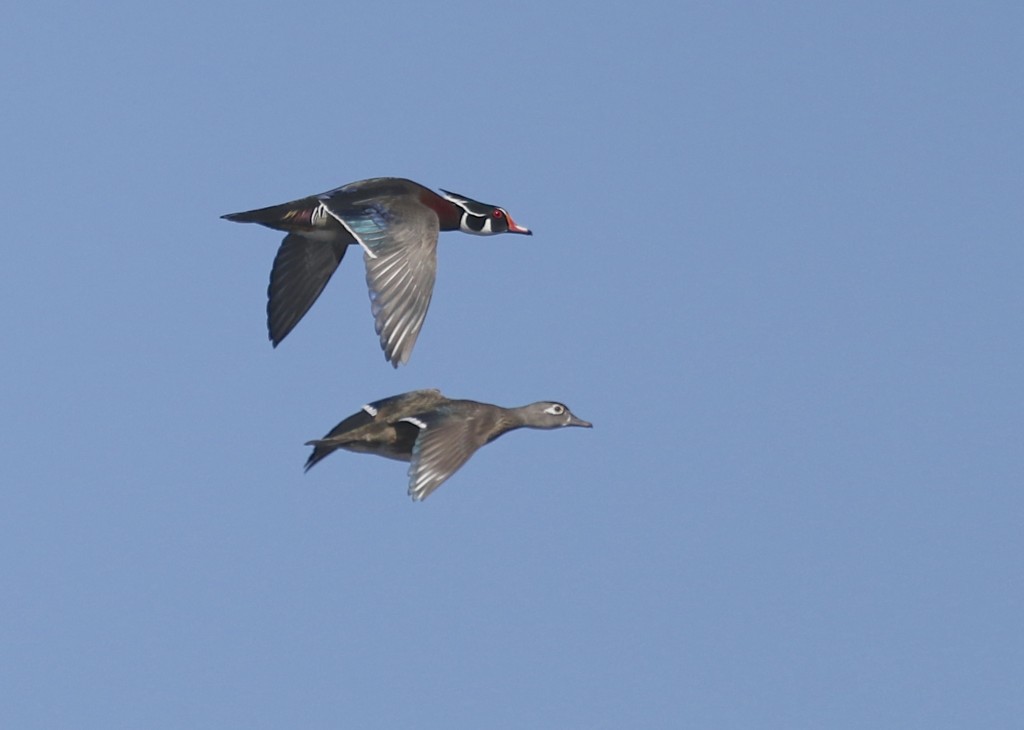 A pair of Wood Ducks flying by the Birch Trail at the Bashakill, 4//6/14. 
