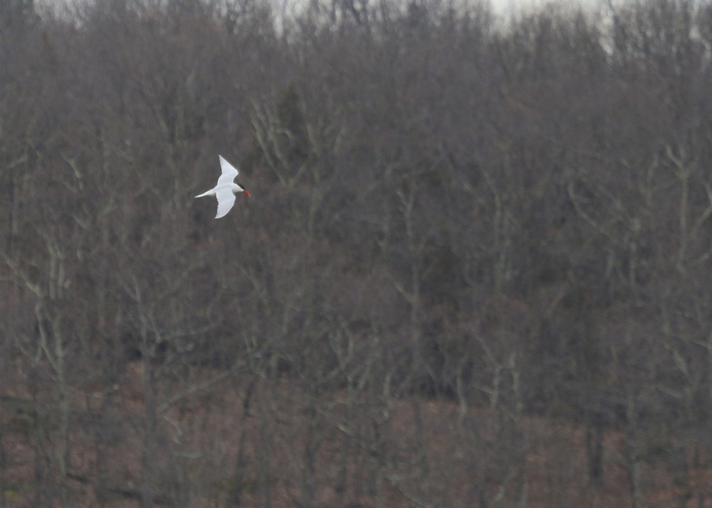 One of two Caspian Terns at Glenmere Lake this afternoon, 4/8/14.