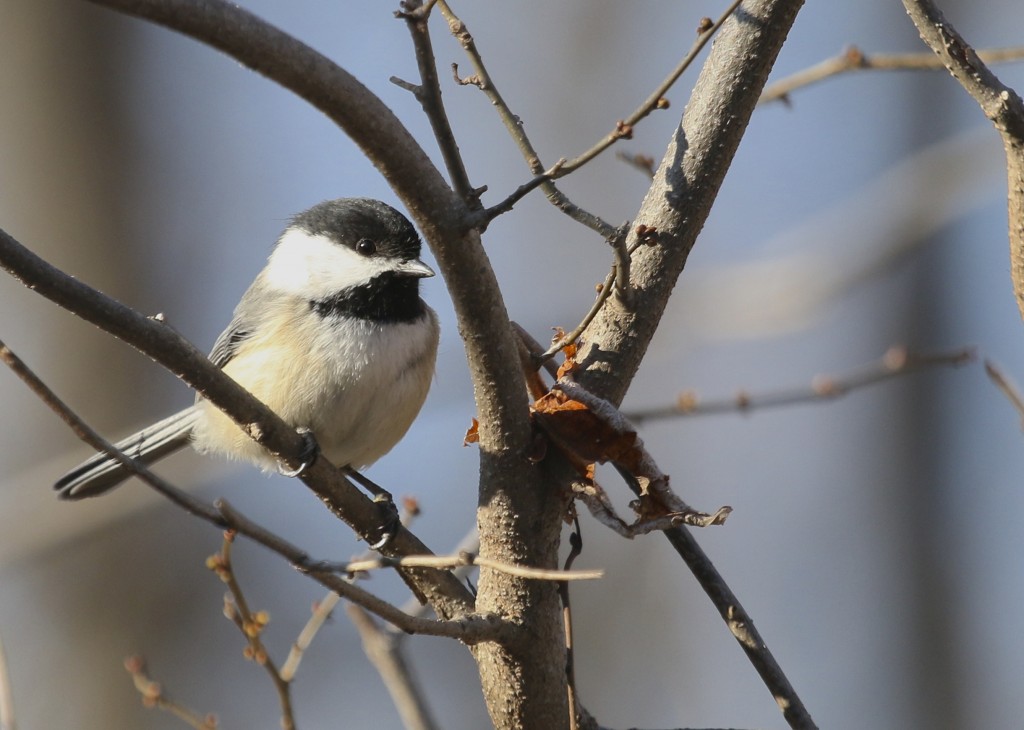 Black-capped Chickadee at Wallkill River NWR, 4/9/14.