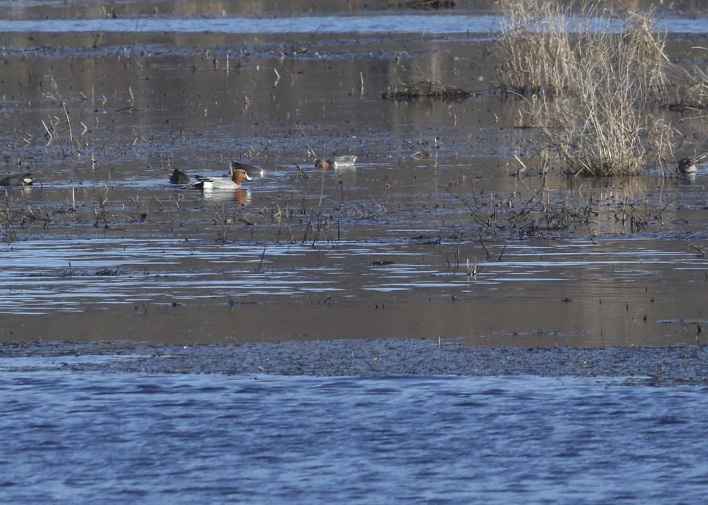 Eurasian Wigeon at Wallkill River NWR, 4/10/14. 