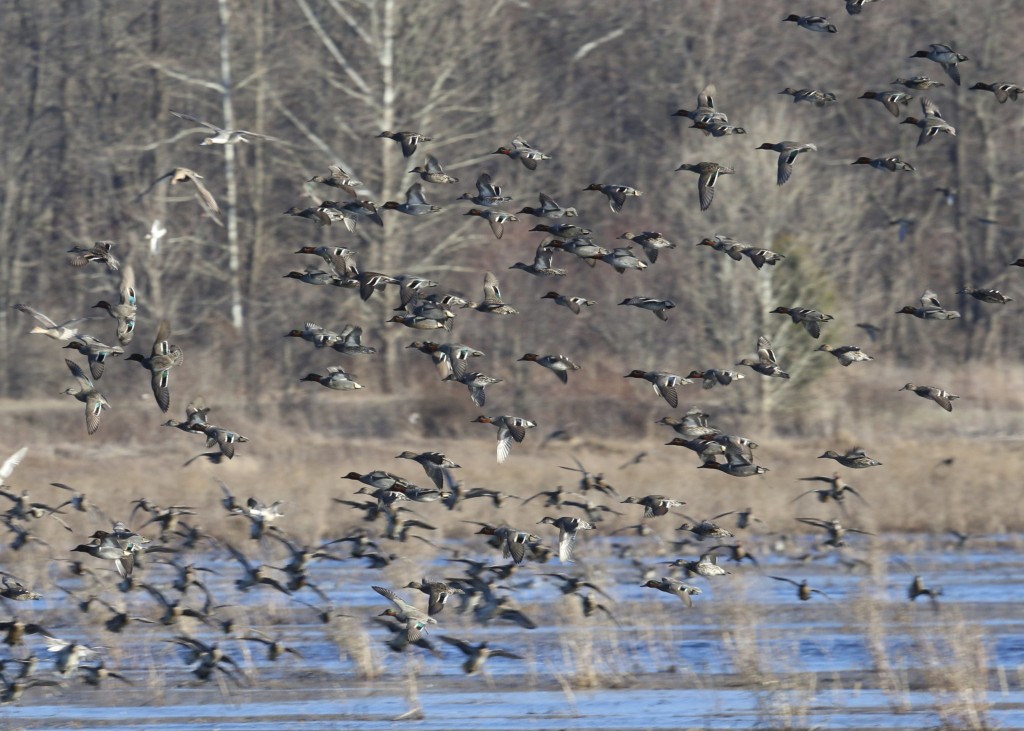 Waterfowl in flight! Wallkill River NWR, 4/9/14.