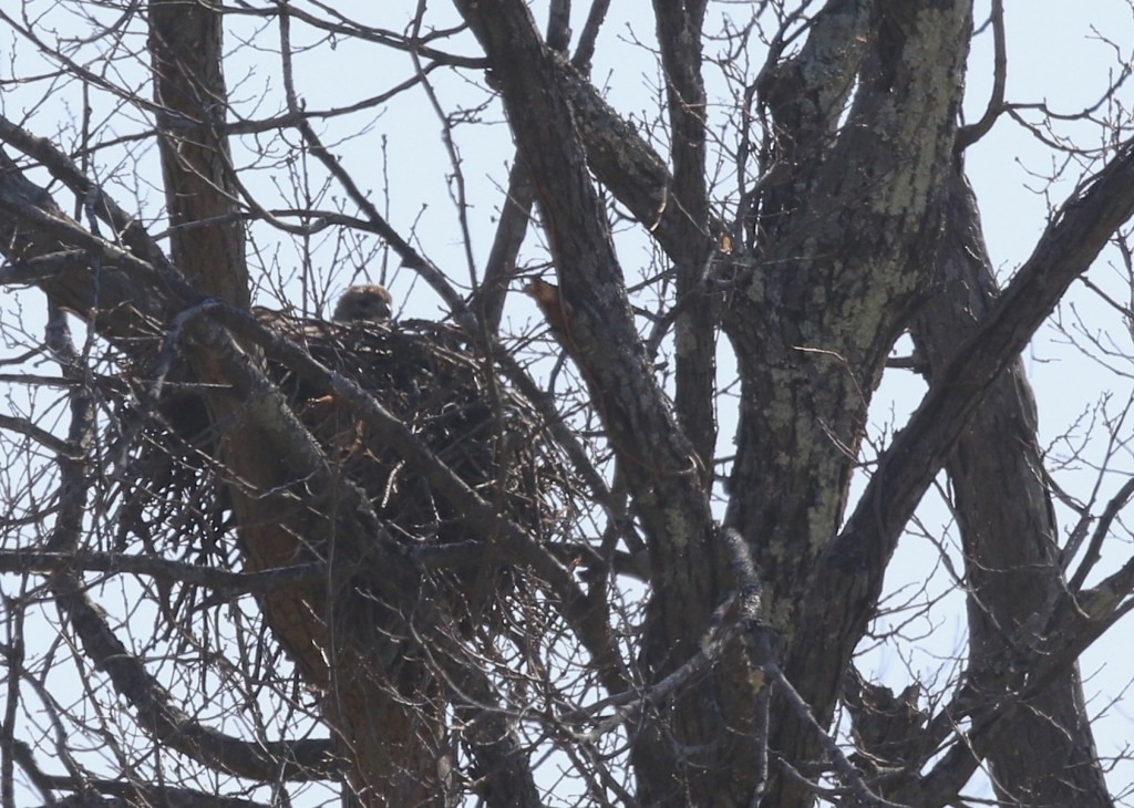 Huge thanks to Carol for the heads up. Red-tailed Hawk on the nest, Warwick NY, 4/10/14.