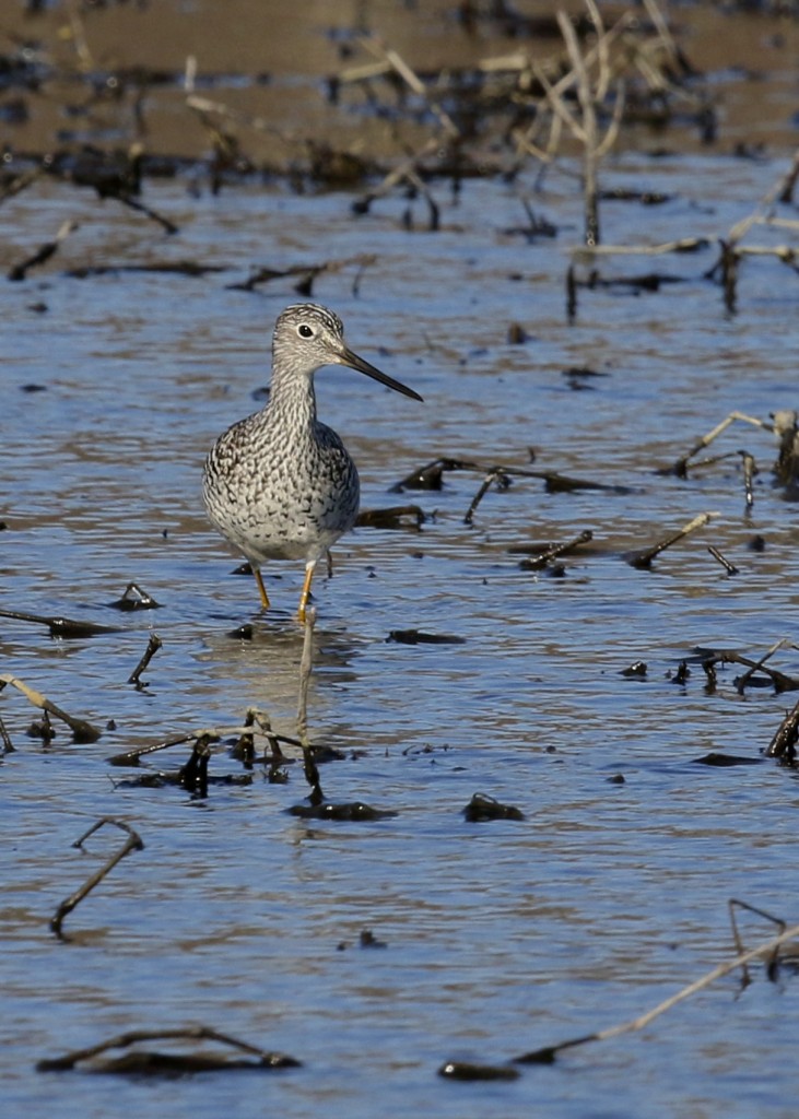 My FOS Greater Yellowlegs at the small pond near Glenmere Lake, 4/10/14.