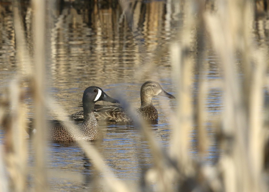 One of my favorite ducks, a pair of Blue-winged Teals at 6 1/2 Station Road Sanctuary, 4/10/14.