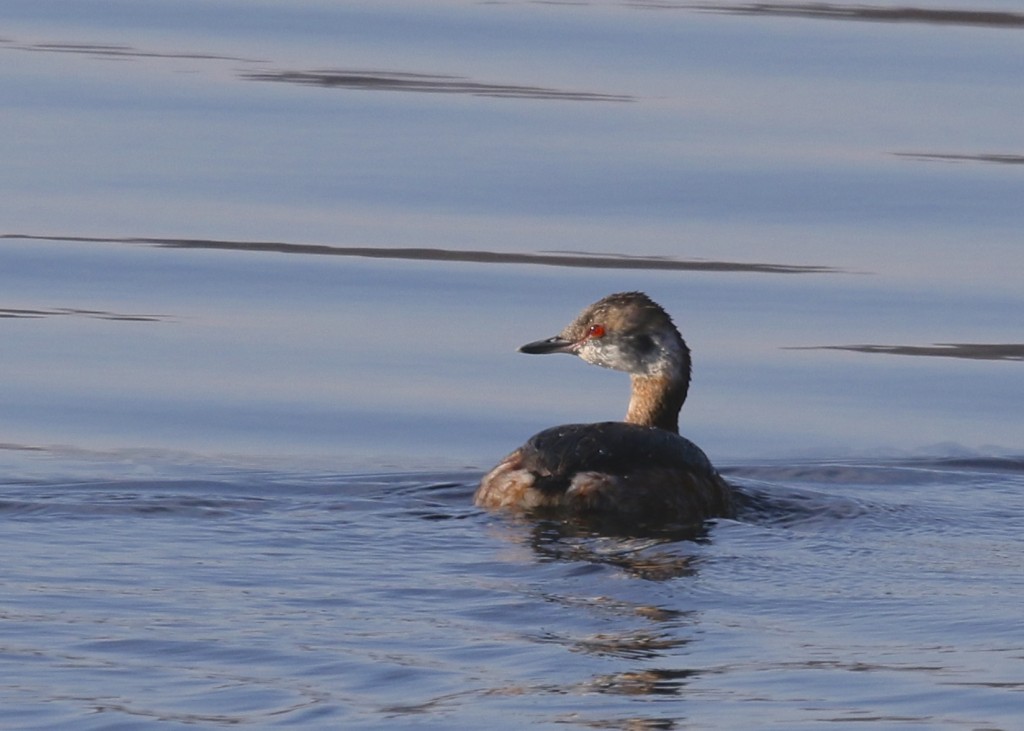 Horned Grebe at Glenmere Lake, 4/12/14.