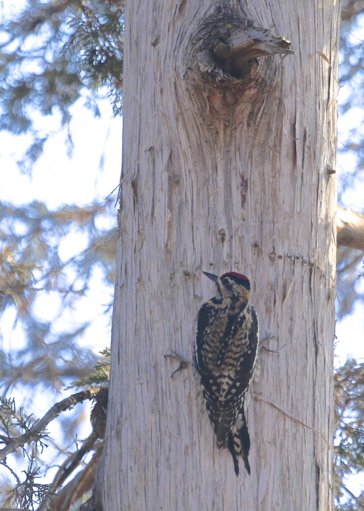 A Yellow-bellied Sapsucker works the shady side of a tree. Glenmere Lake, 4/12/14.