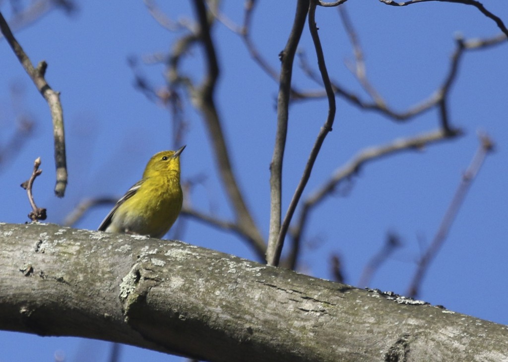 Pine Warbler, Glenmere Lake 4/12/14.