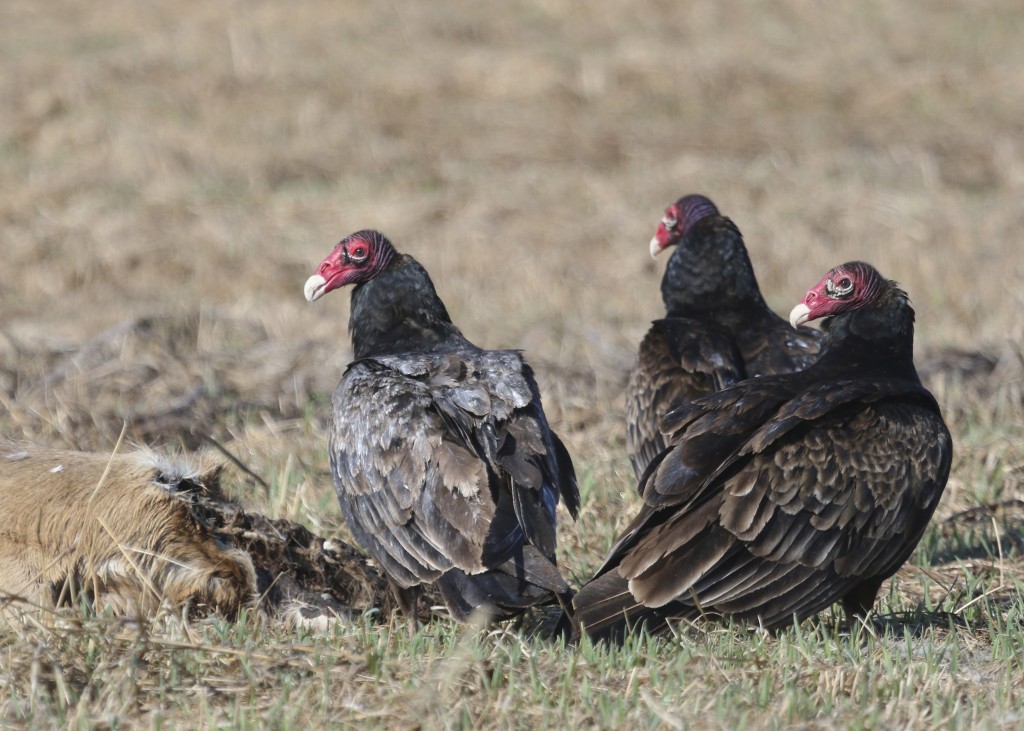 I found a half dozen Turkey Vultures enjoying some roadkill on Pumpkin Swamp road, on my way to Wallkill River NWR, 4/12/14. 