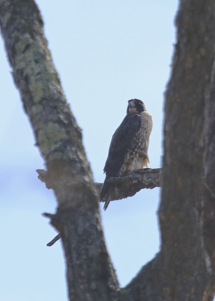 Peregrine Falcon at Wallkill River NWR, 4/12/14.