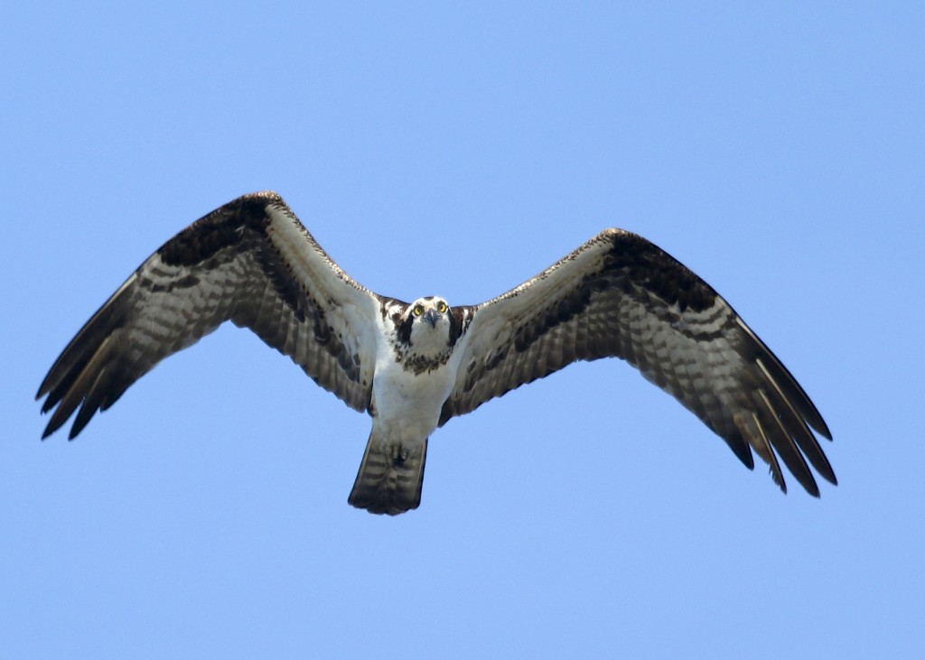 Osprey at the Bashakill, 4/12/14. 