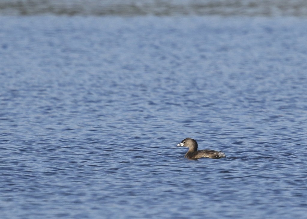 Pied-billed Grebe seen from Haven Road at the Bashakill, 4/12/14. 