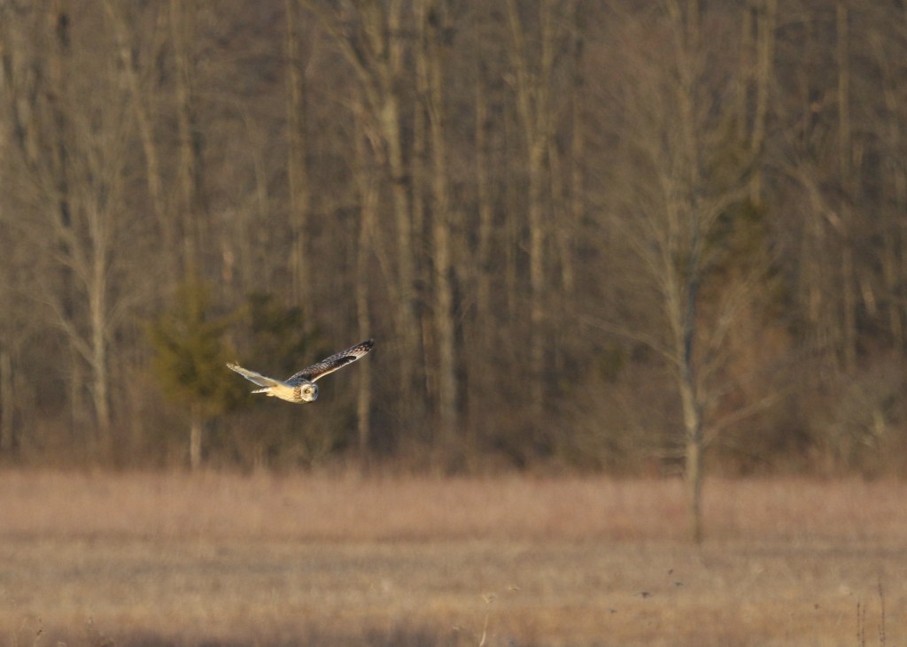 I had a single Short-eared Owl at the grasslands tonight, 4/12/14. 