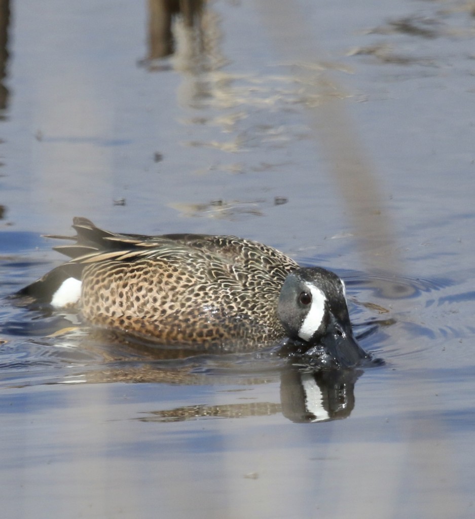 I always seem to be shooting Blue-winged Teal through the grasses. Montezuma NWR, 4/19/14.