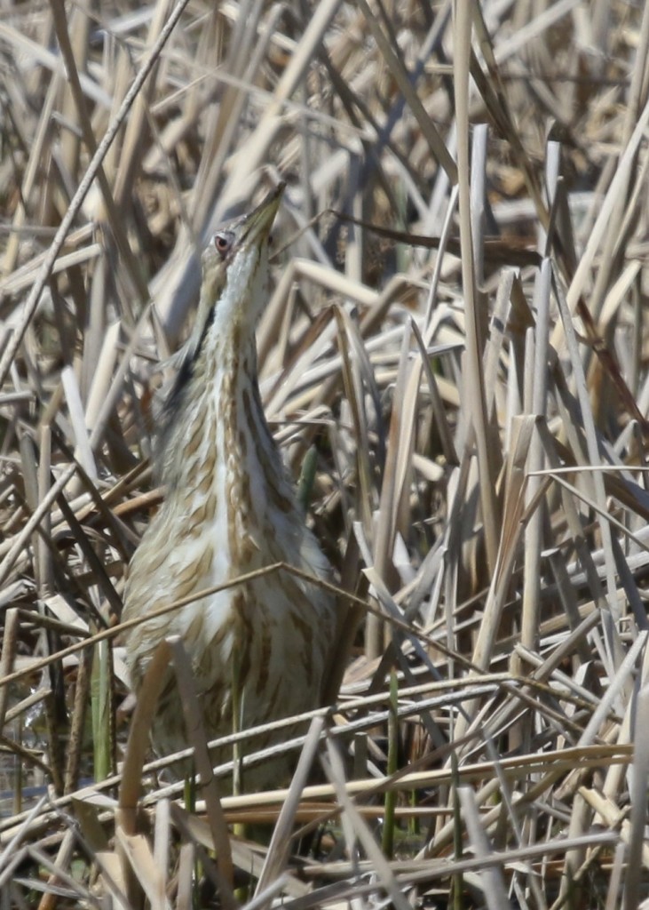 I love this pose. AMBI at Montezuma NWR, 4/19/14.