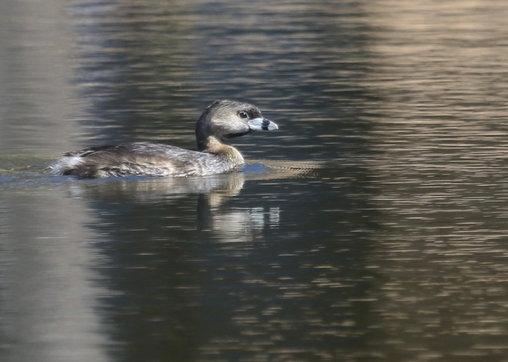 I had to throw this photo into this post. This was taken at a small pond in Tricia's mom's neighborhood, typically a pond that has few birds. 4/20/14.