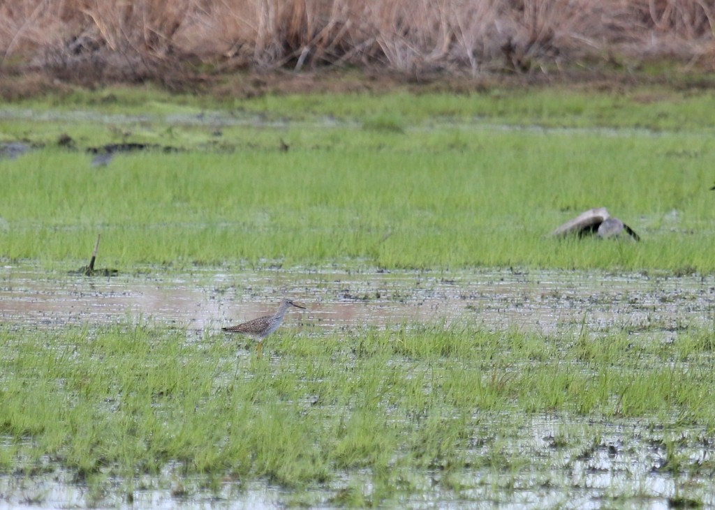 The birds were too distant for good photos - one of 9 Greater Yellowlegs at Wallkill River NWR, 4/25/14.