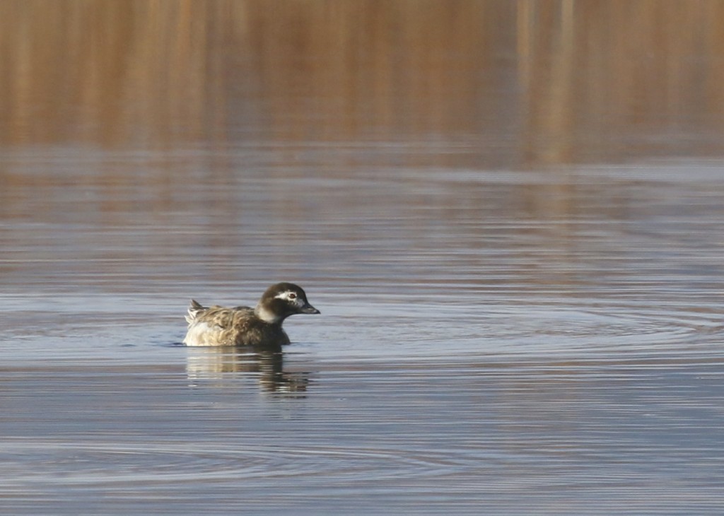 Long-tailed Duck at Wallkill River National Wildlife Refuge, 4/26/14.