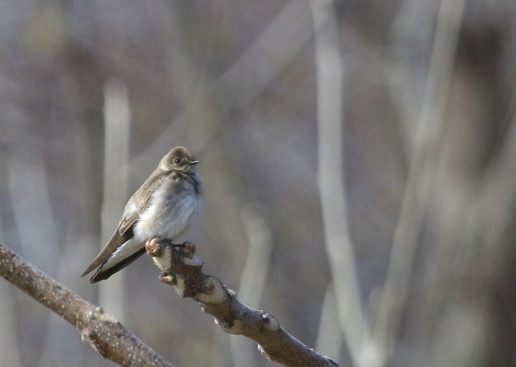 Northern Rough-winged Swallow at Wallkill River NWR, 4/26/14.