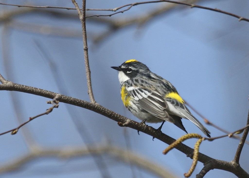 Yellow-rumped Warbler at Wallkill River NWR, 4/26/14.