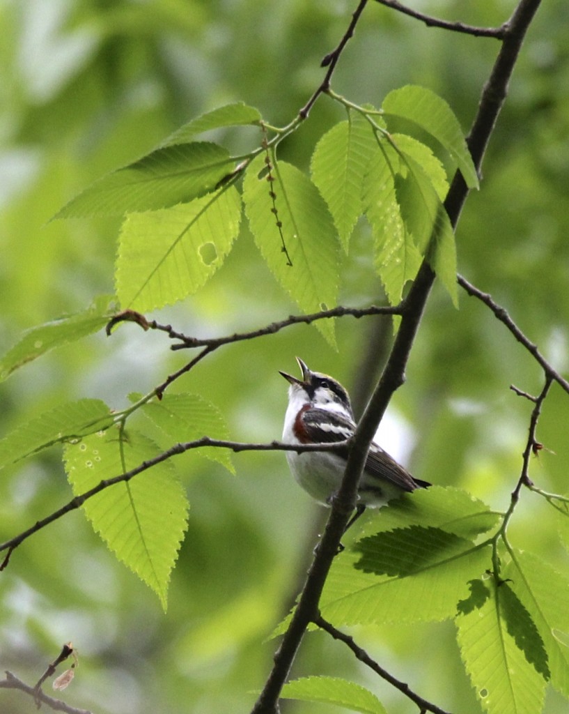 Another highlight of the day was getting great looks at this Chestnut-sided Warbler, located by Maria. I did not get any decent shots of this bird, this was taken