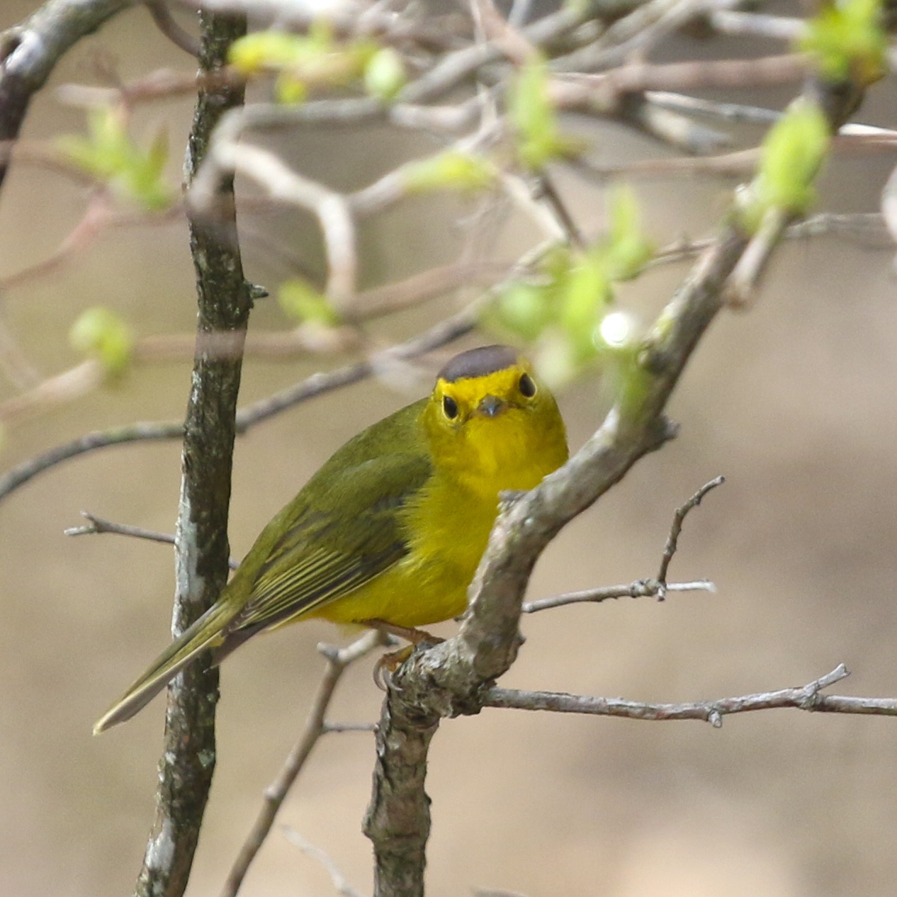 One of three WILSON'S WARBLERS we had at the Bashakill State WMA, 5/8/14.
