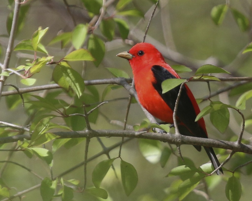 One more Scarlet Tanager shot - what a gorgeous bird. Pochuk Mountain State Forest, 5/11/14.