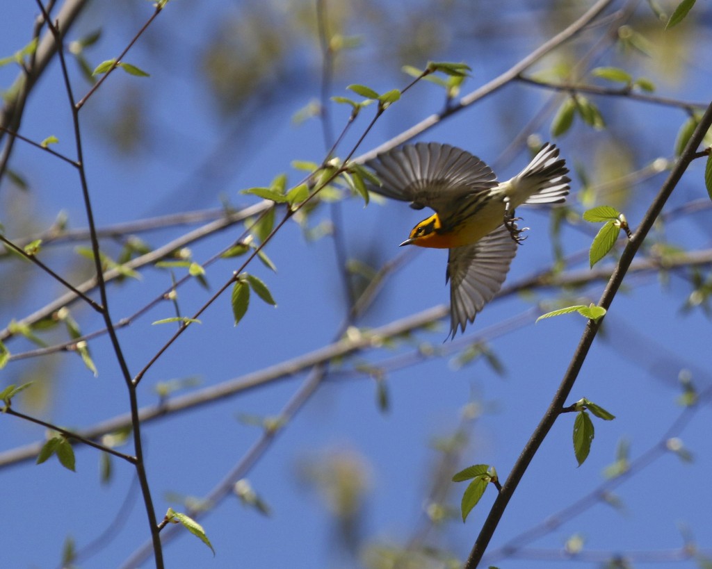 Blackburnian Warbler in flight, Pochuk Mountain State Forest, 5/11/14. 