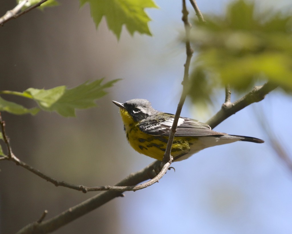 Magnolia Warbler at Pochuk Mountain State Forest, 5/11/14.