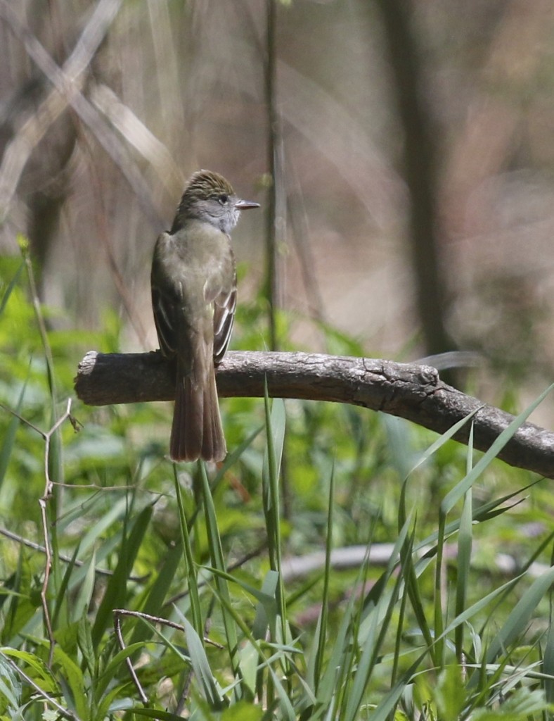 Great-crested Flycatcher at Winding Waters Trail, 5/11/14. 