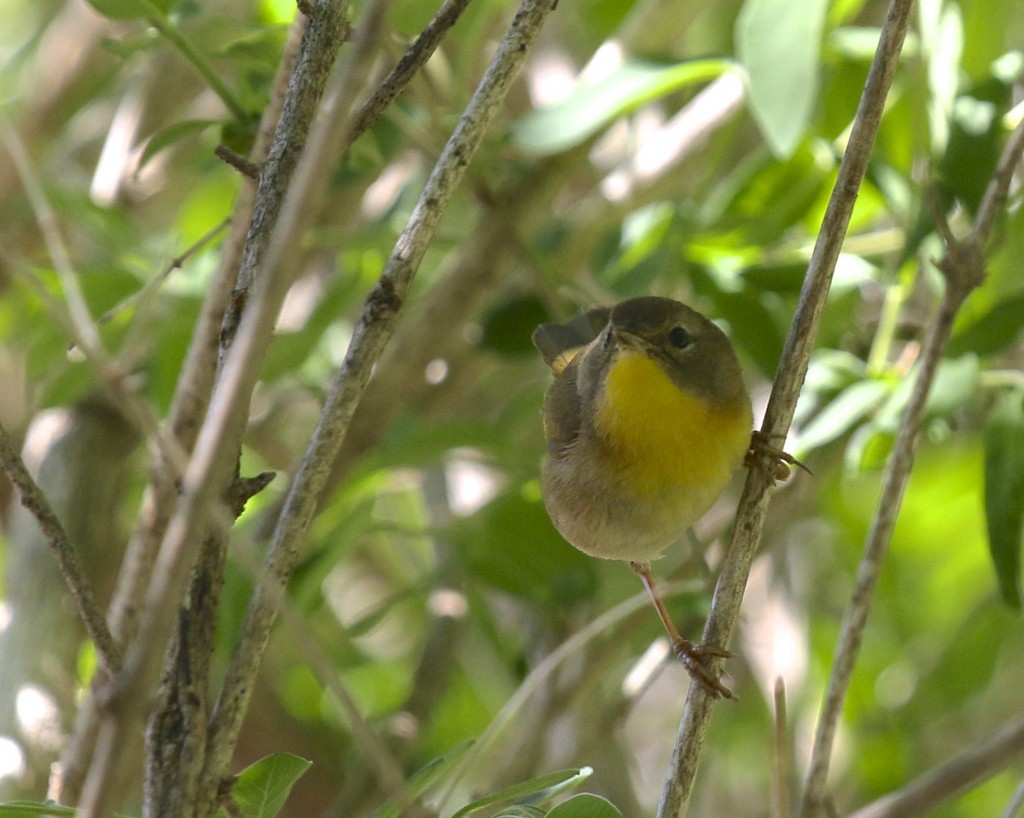 A female Common Yellowthroat in the shade. Wallkill River NWR, 5/11/14.